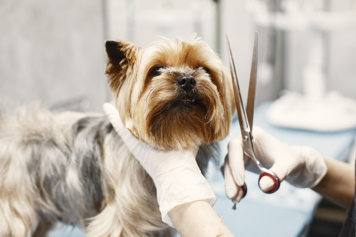 A small dog receiving a careful grooming session