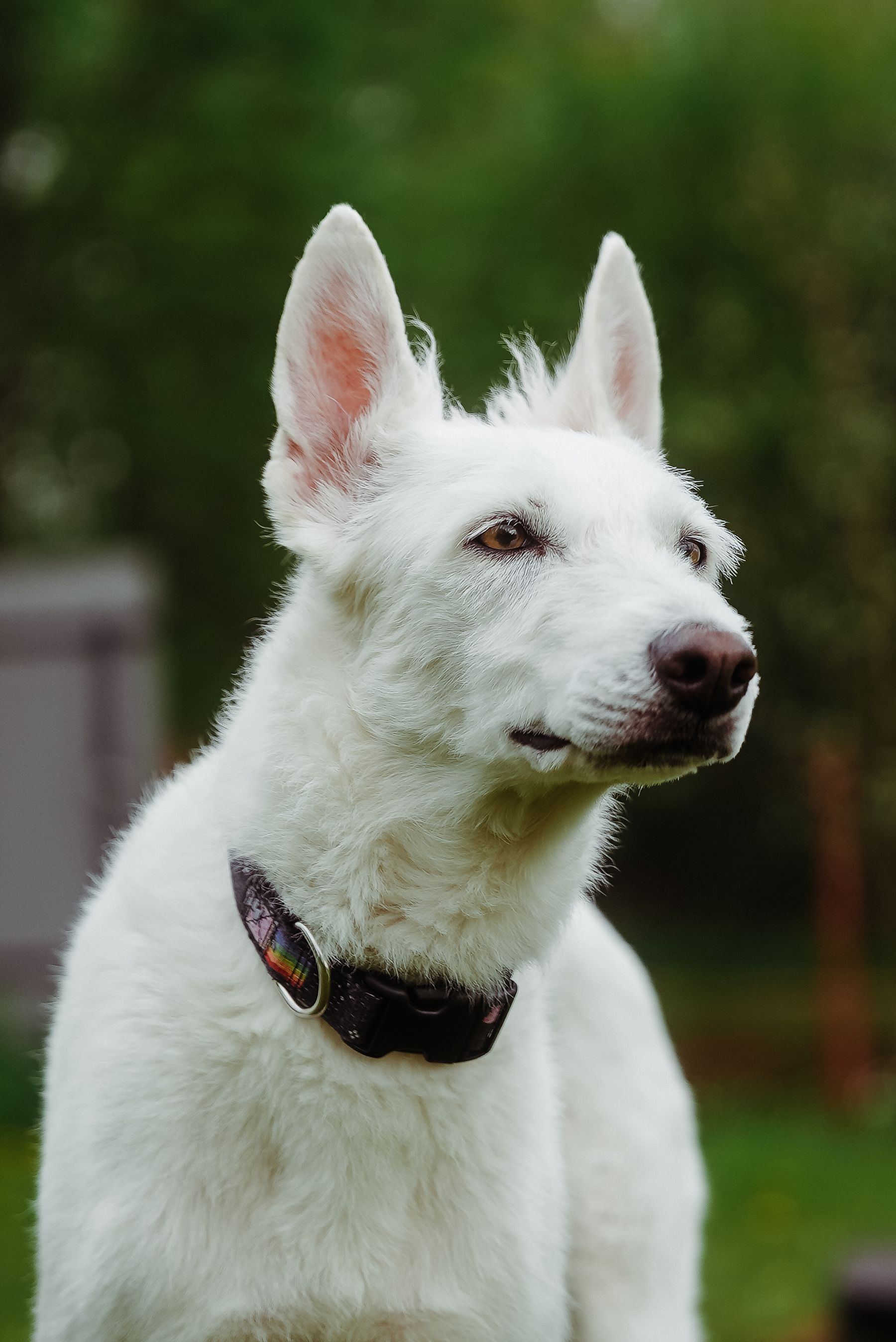 An alert white shepherd enjoying the outdoors